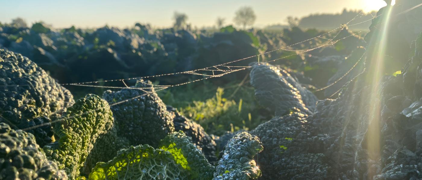 Newsletter Altweibersommer