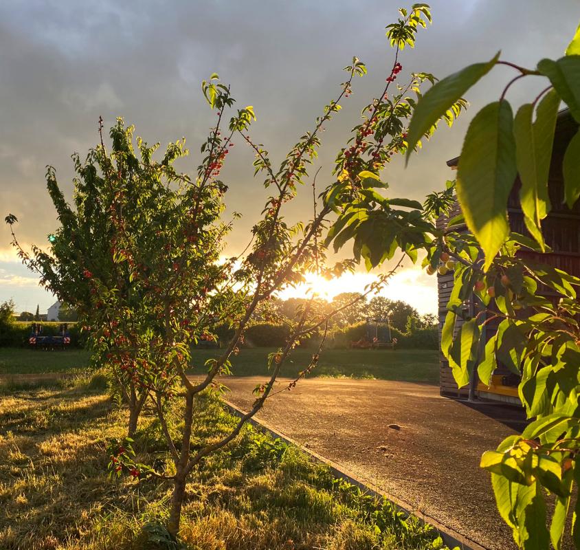 Kirschbäume im Sonnenuntergang