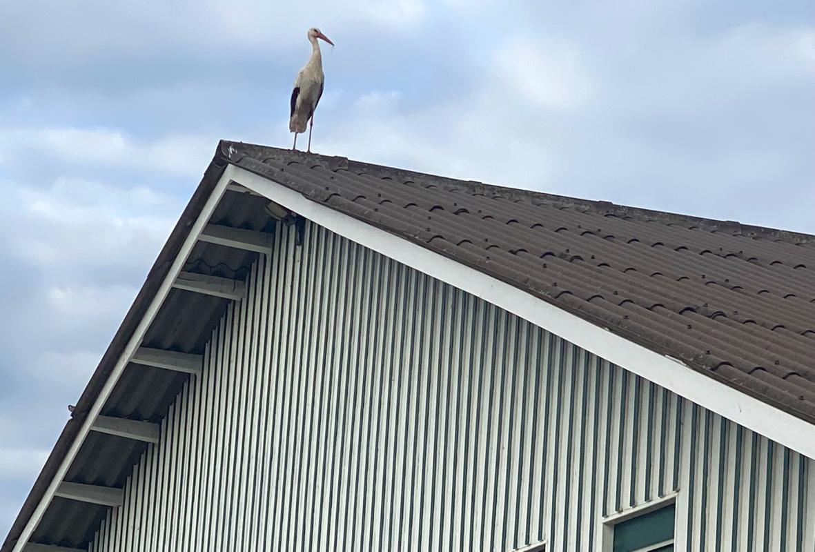 Storch auf dem Dach Hofladen