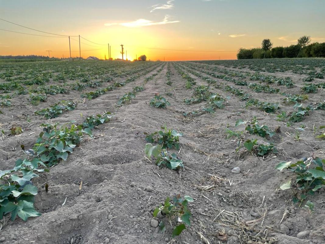 Süßkartoffelfeld im Sonnenuntergang