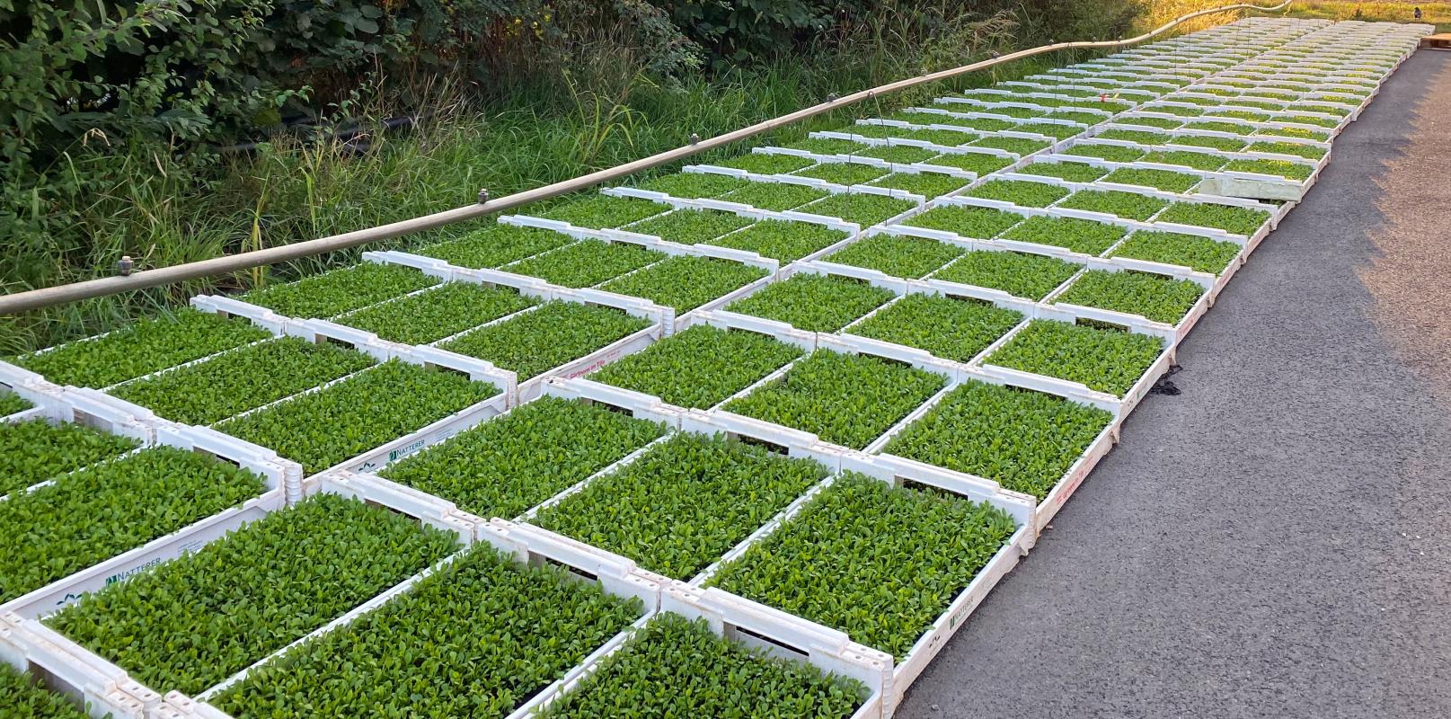 Jungpflanzen Anzuchtplatten