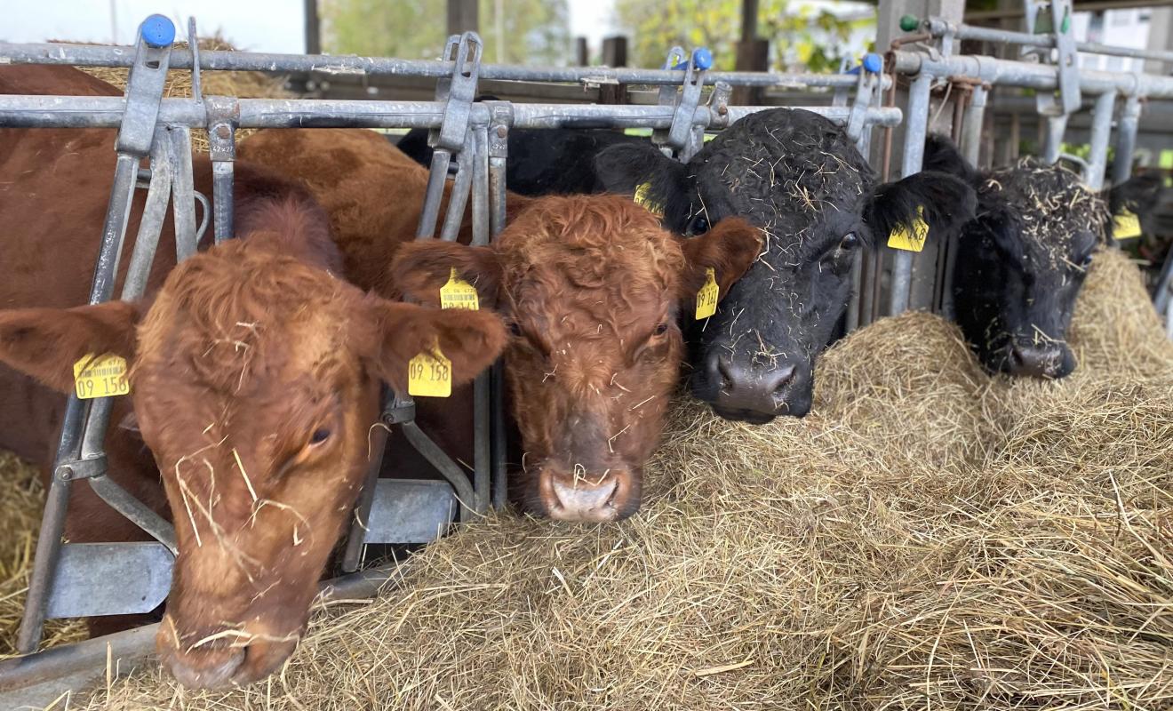 Bullen im Stall