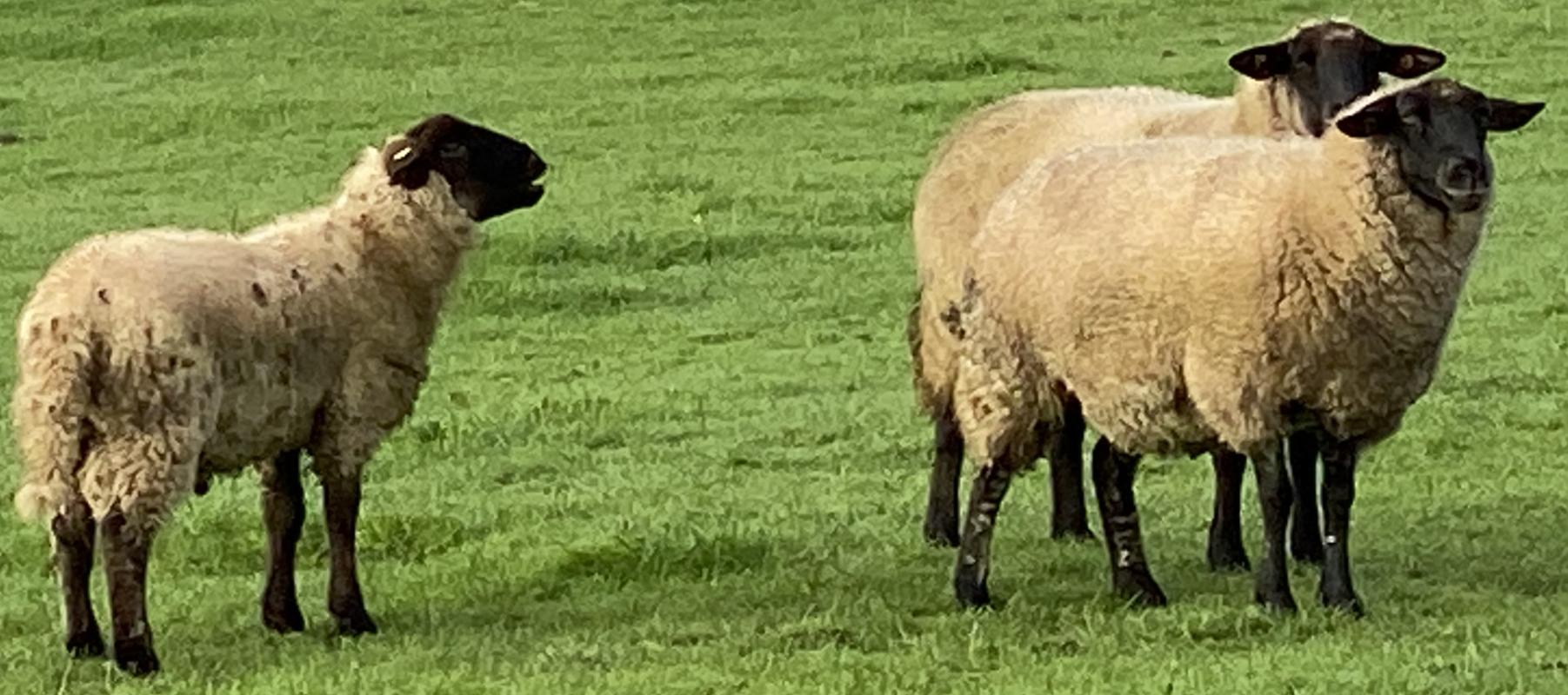 Schafe mit neuem Bock auf der Wiese
