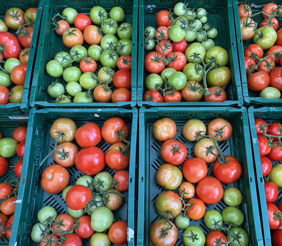 unreife Tomaten in Kisten zum Nachreifen