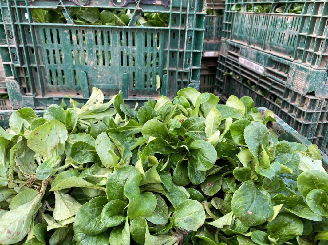 Feldsalat ungewaschen
