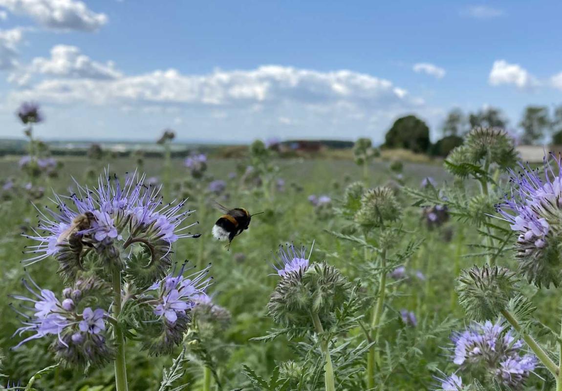 Bioland - organisch biologischer Landbau