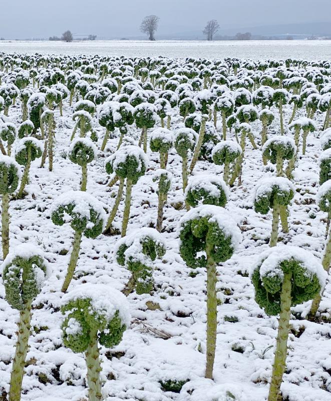 Grünkohl auf dem Acker mit Schnee