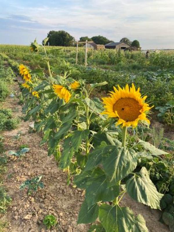 Saisongarten
