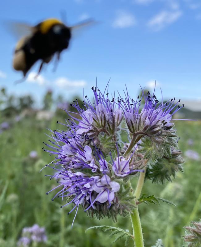 Phazelia mit Hummel