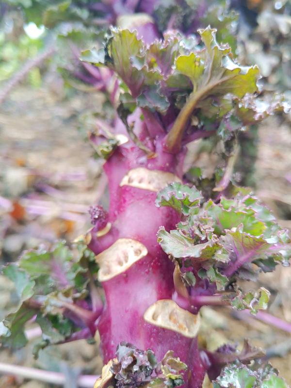 Flower Sprouts auf dem Acker von Tollgrün