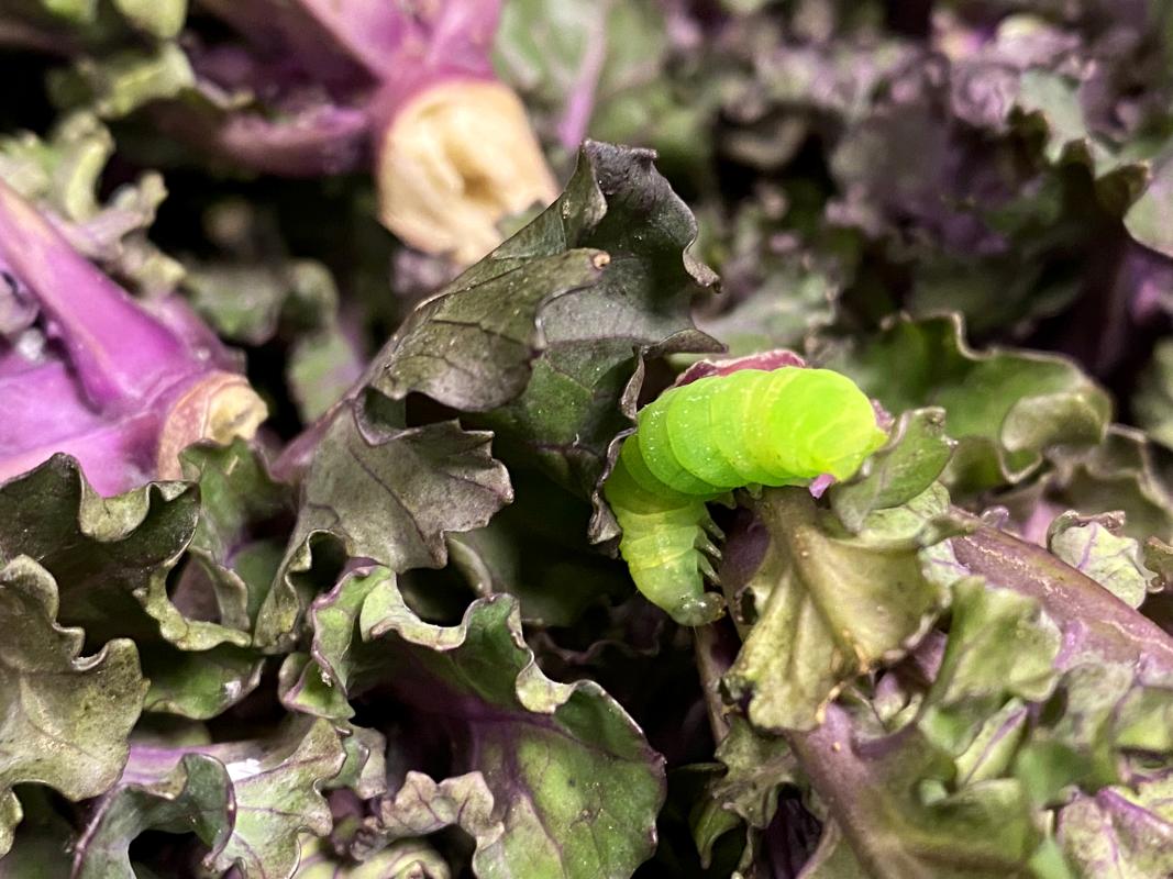 Flower Sprouts mit grüner Raupe