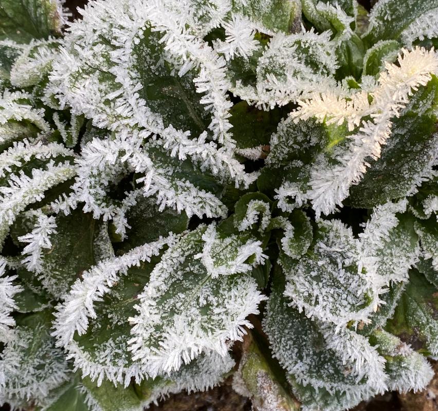 Feldsalat auf dem Acker bei Frost