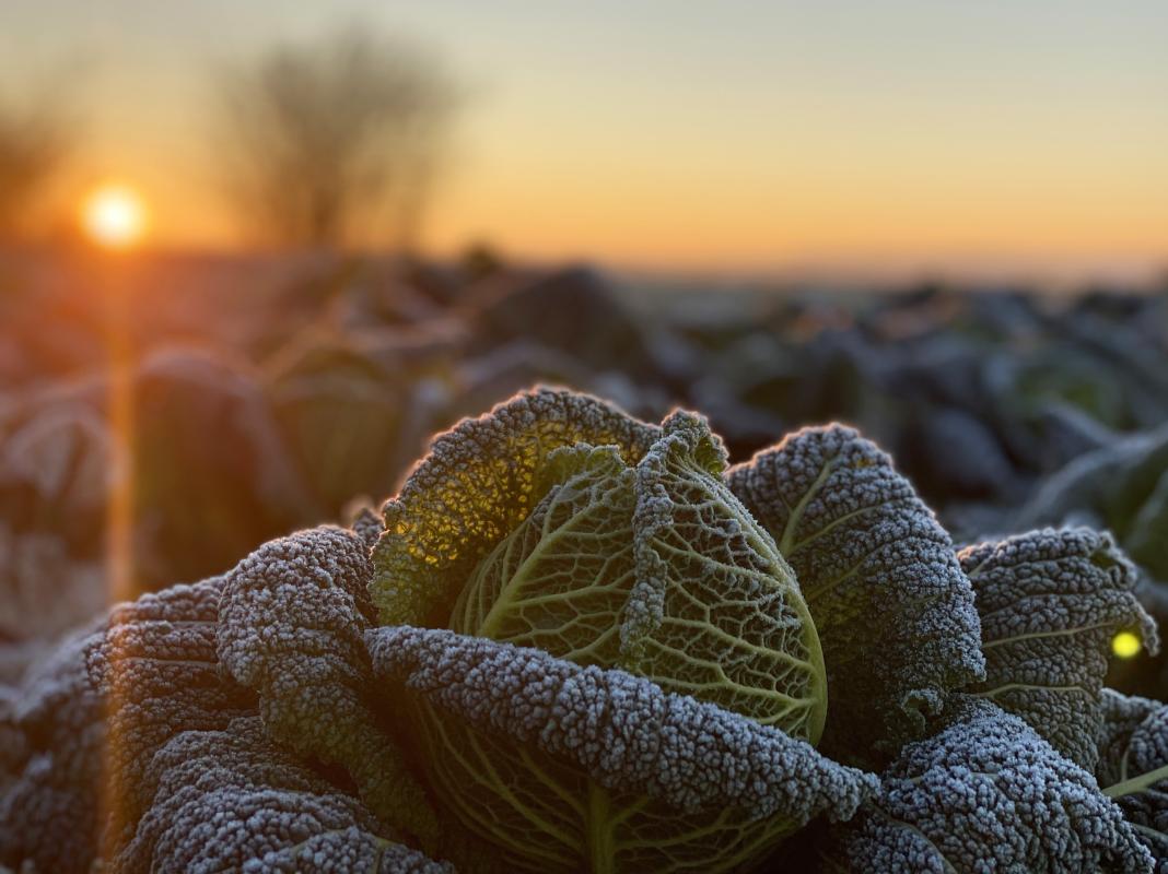 Wirsing auf dem Acker bei Sonnenaufgang