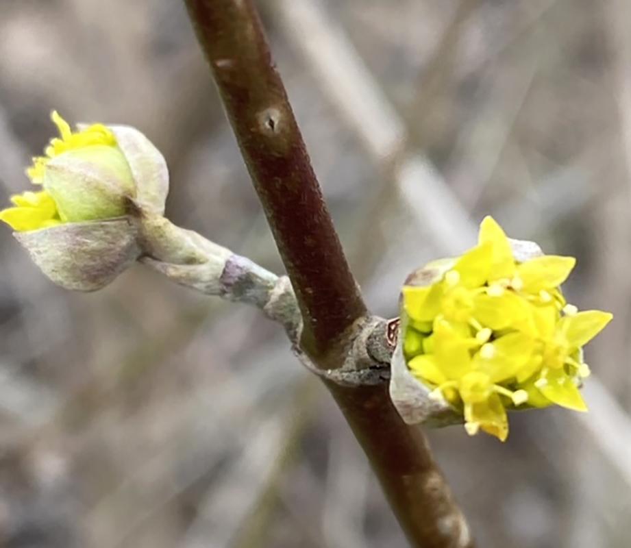 Knospen am Zweig