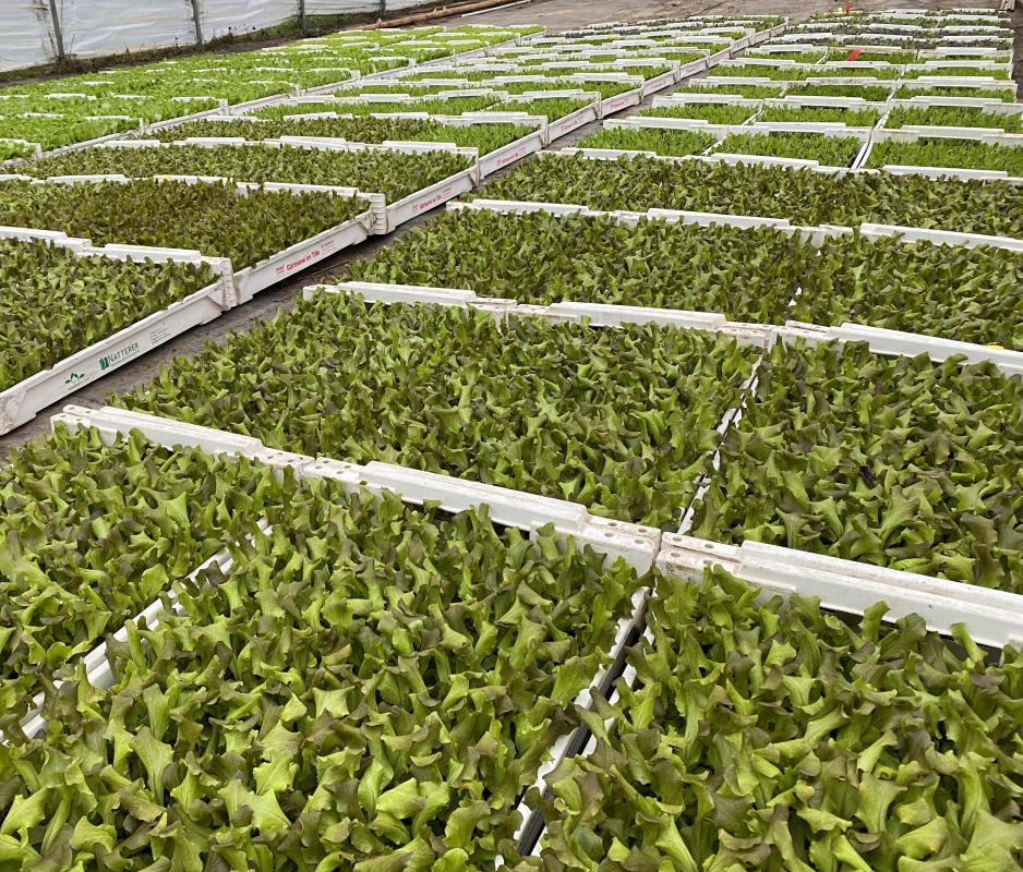 Salatpflanzen in Trays