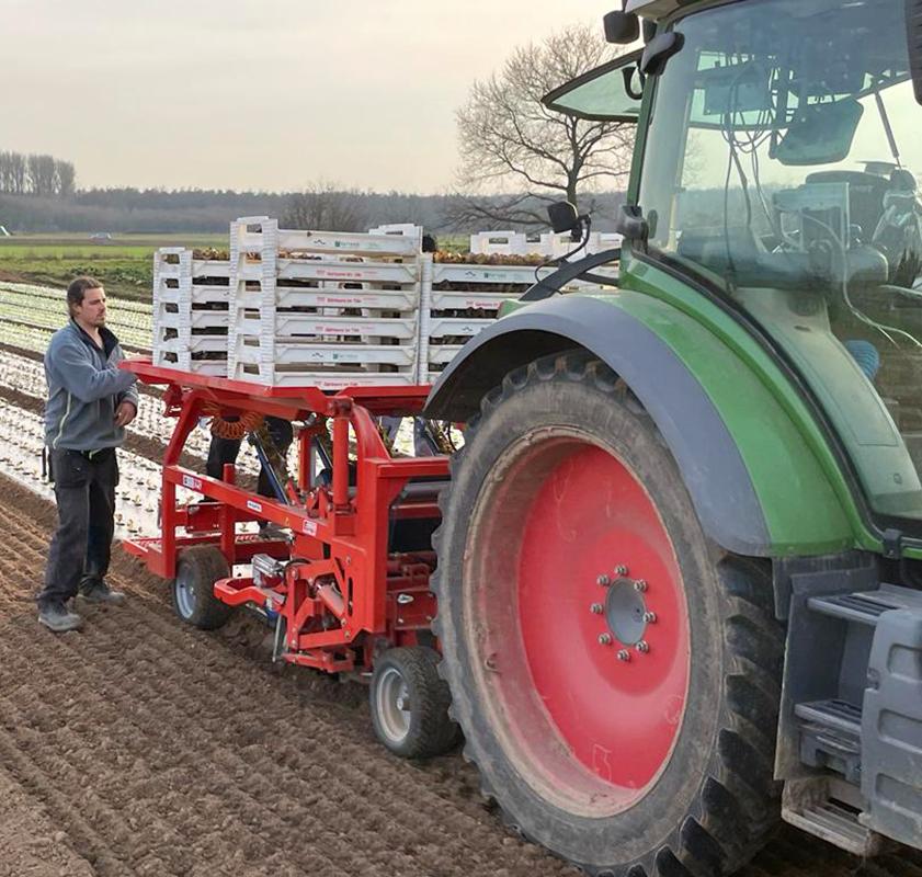 Mitarbeiter beim Salatpflanzen auf dem Acker