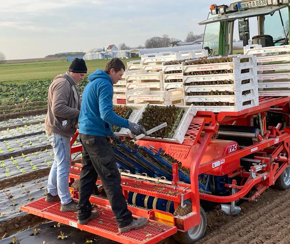 Mitarbeiter beim Salatpflanzen auf dem Acker