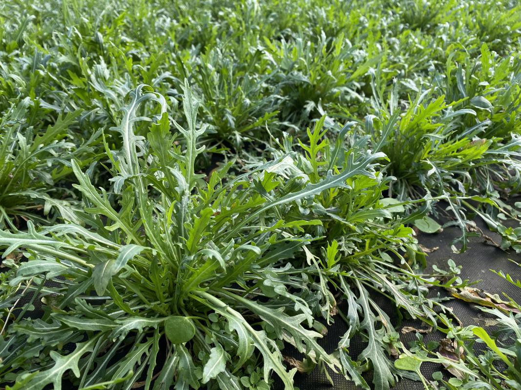 Rucola im Folientunnel