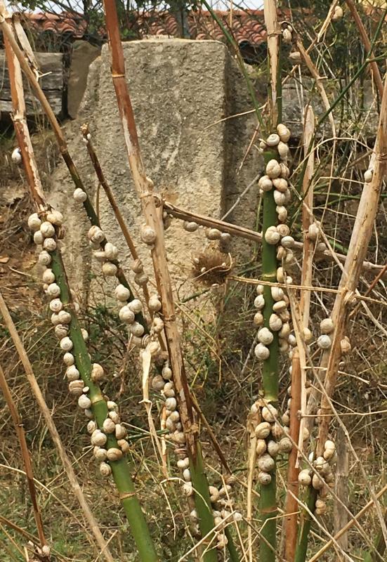 Schnecken am Busch