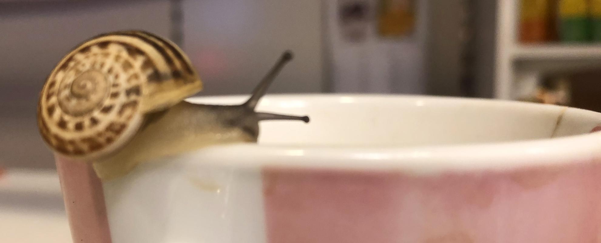 Schnecke an der Kaffeetasse