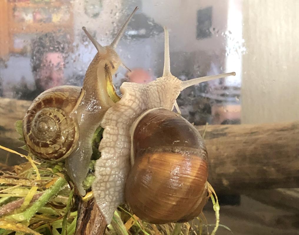Schnecken im Terrarium