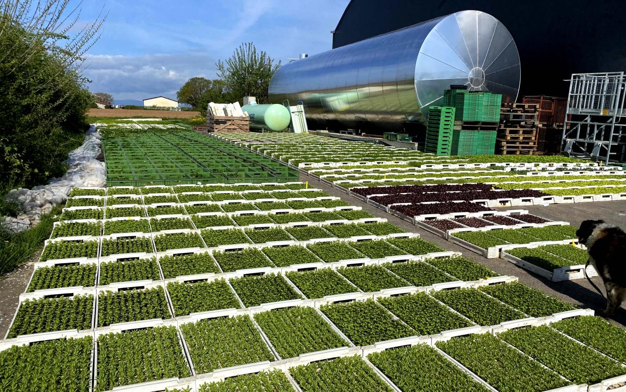 Jungpflanzen in Trays
