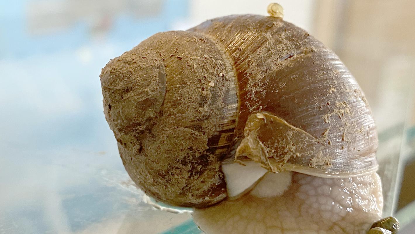 große Schnecke mit Minischnecke auf dem Haus