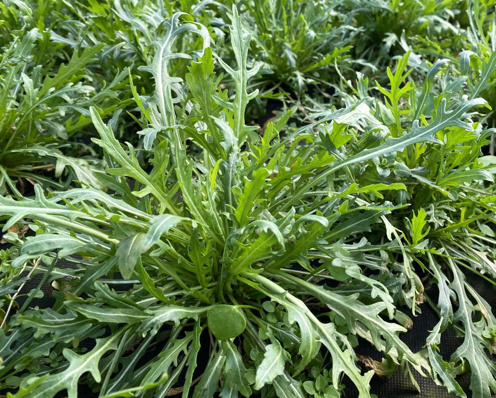 Rucola im Folientunnel