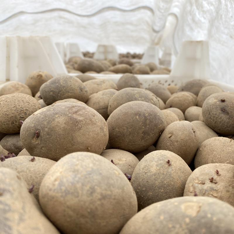 Kartoffeln in Vorkeimkisten