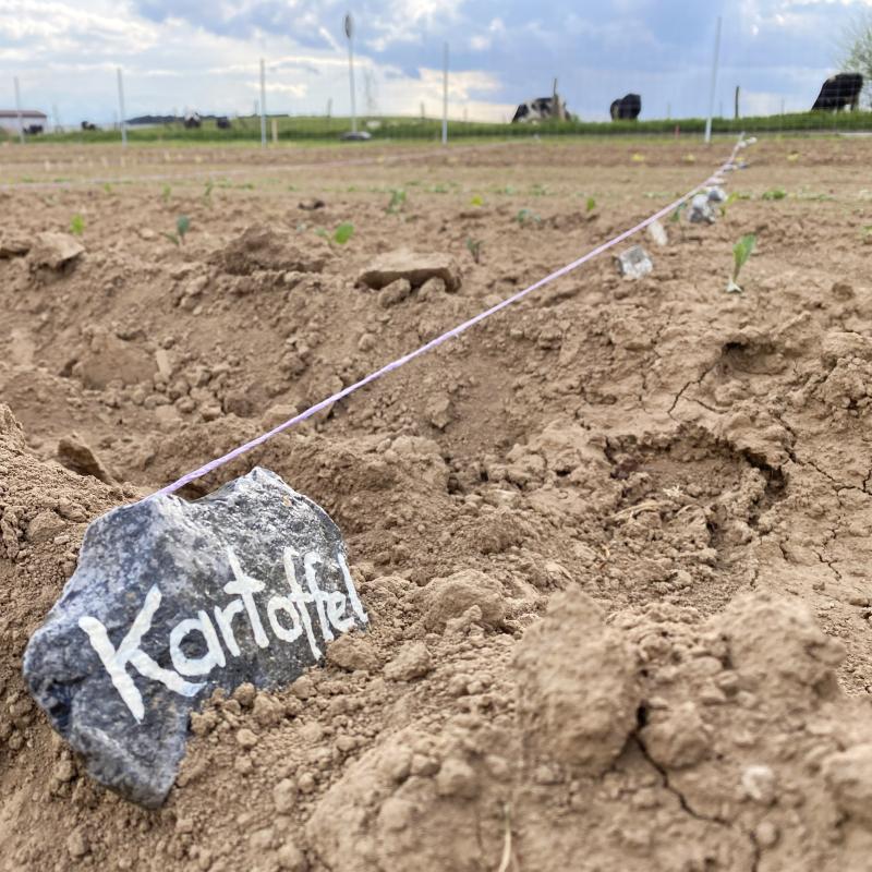 Kartoffeln Beschilderung im Saisongarten
