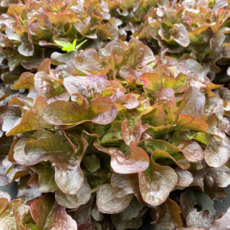 Roter Eichblattsalat auf dem Acker