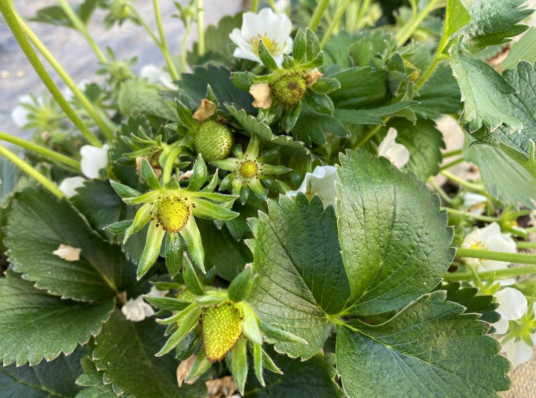 Erdbeerepflanzen im Folientunnel mit Blüten