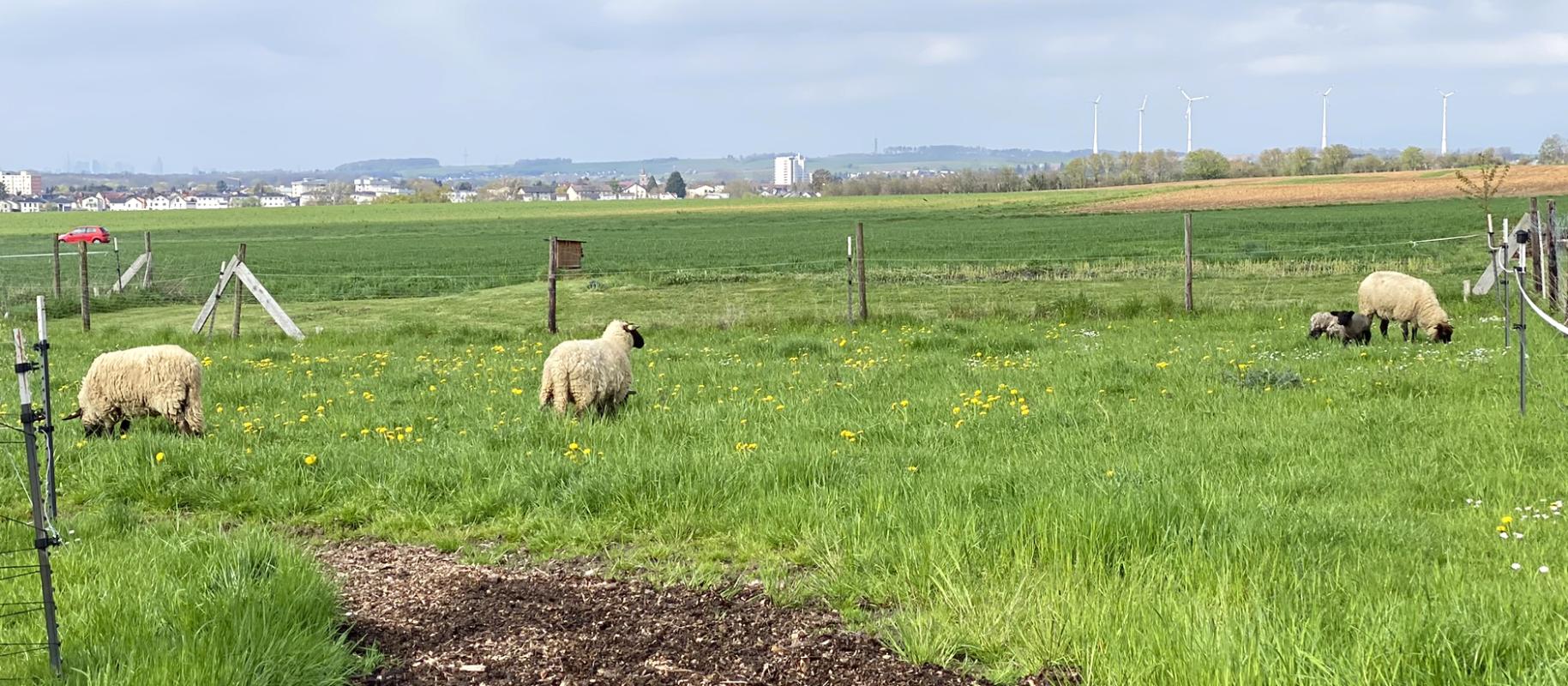 Schaf mit Lämmern auf der Weide