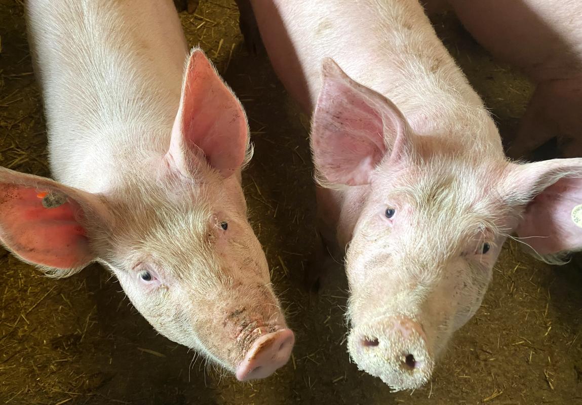 Schweine im Stall von ÖX
