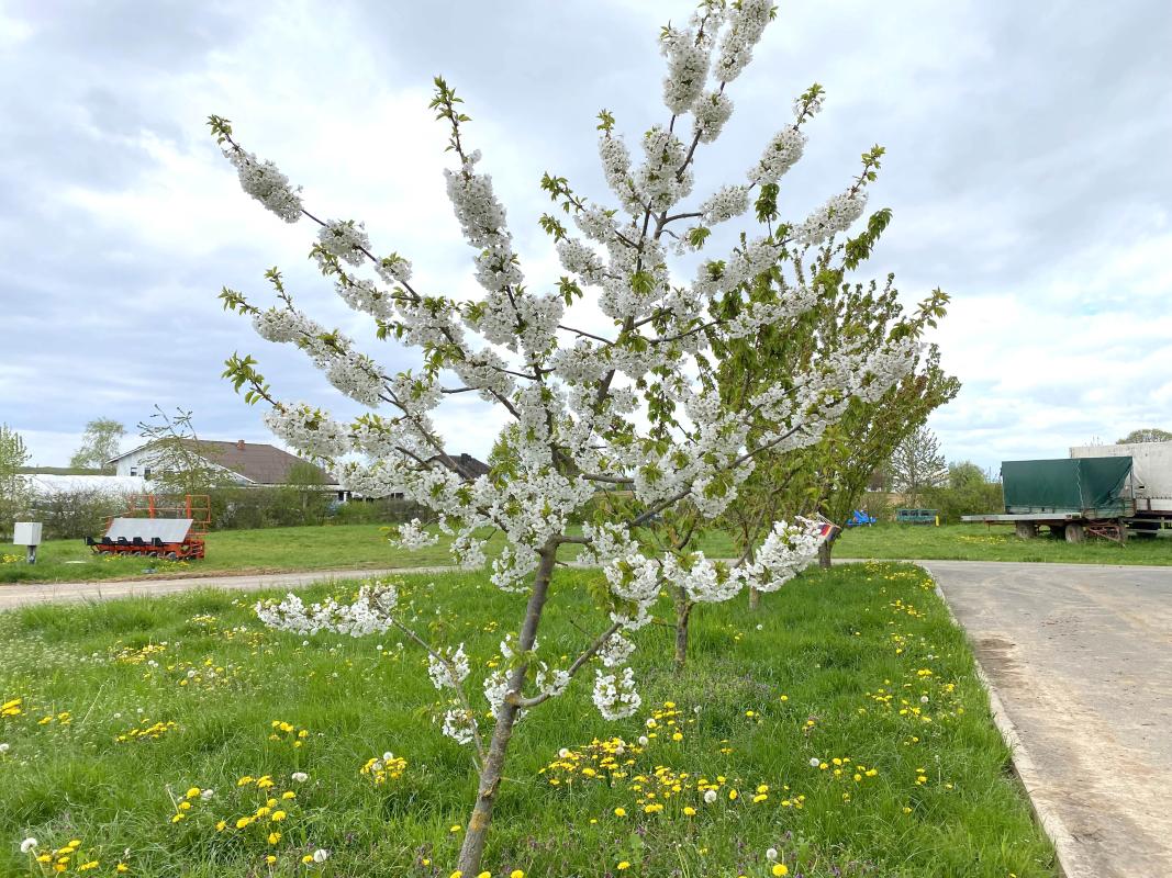 Blühender Kirschbaum