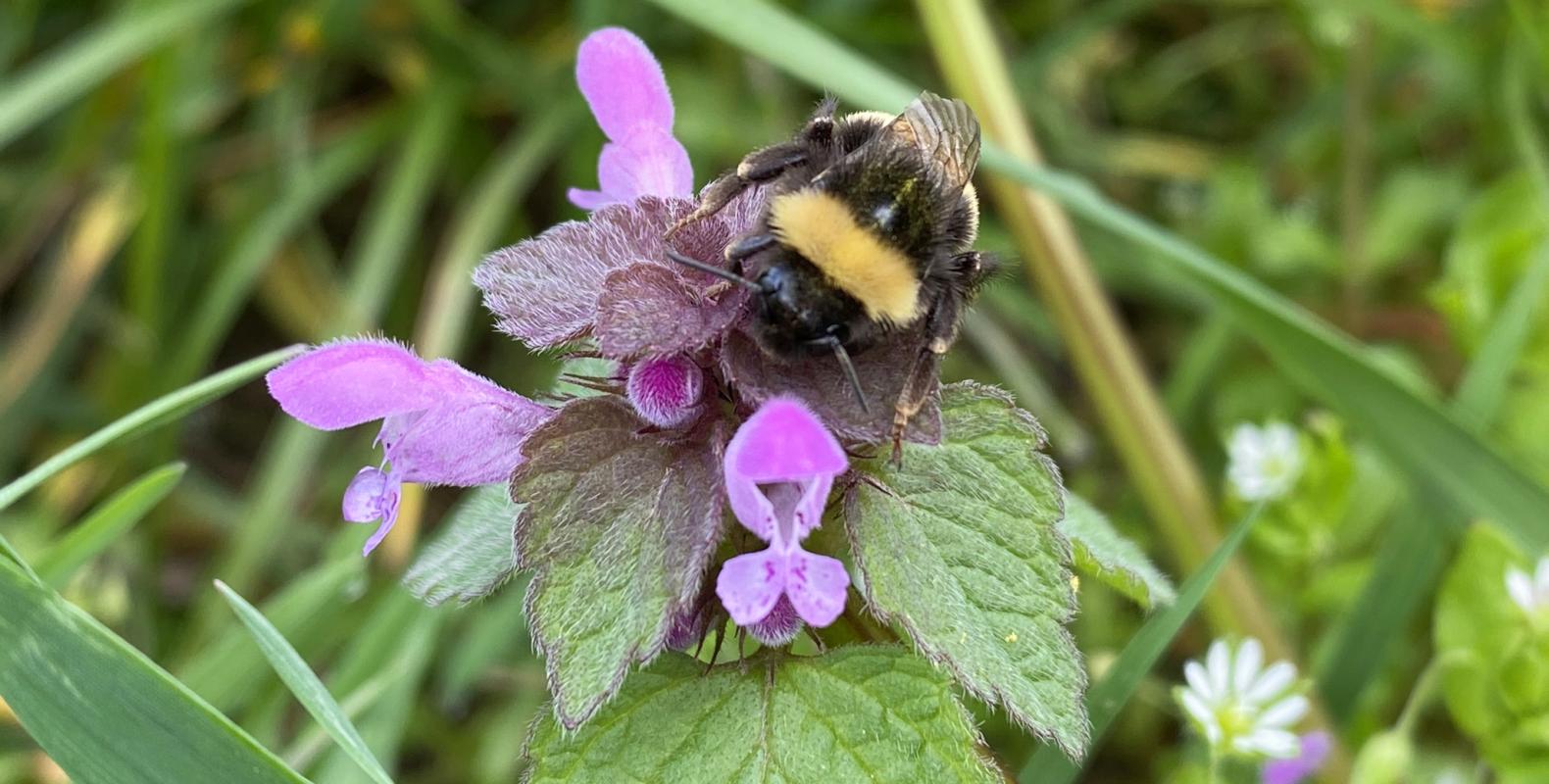 Hummel auf Taubnessel