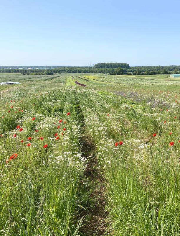 Blühendes Kräuterfeld