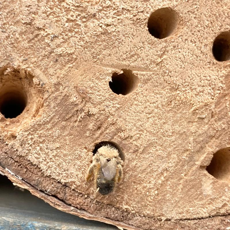 Wildbiene im Insektenhaus