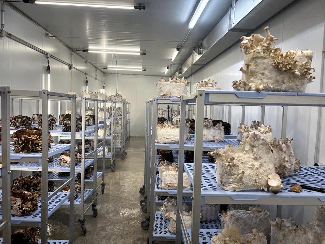 Speisepilzproduktion bei Grün und Grün