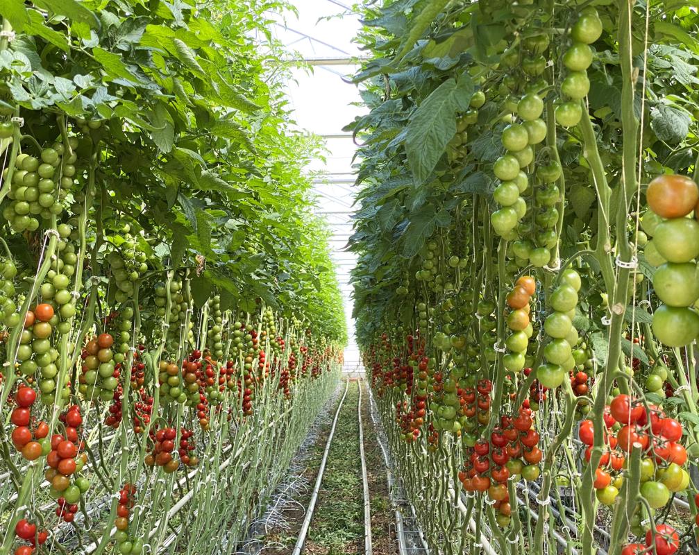 Tomaten im Gewächshaus