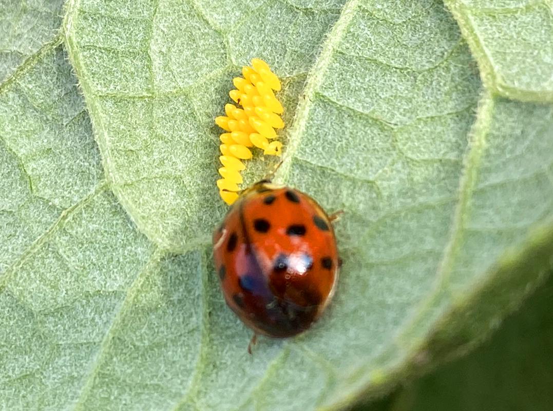 Marienkäfer mit Eigelege