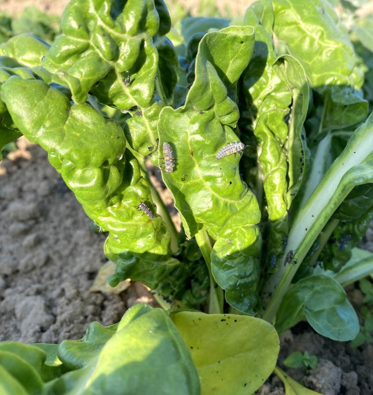 Mangold mit Läusen und Marienkäferlarven