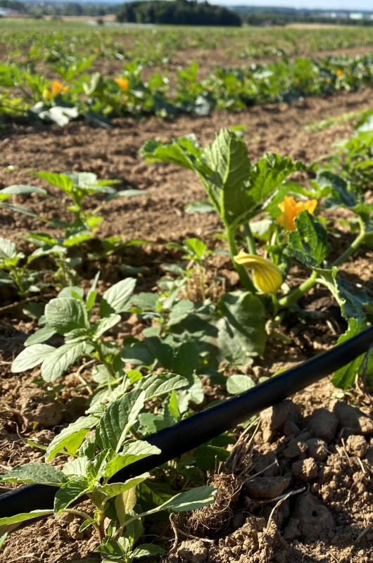 Zuchini mit Tropfbewässerung auf dem Acker