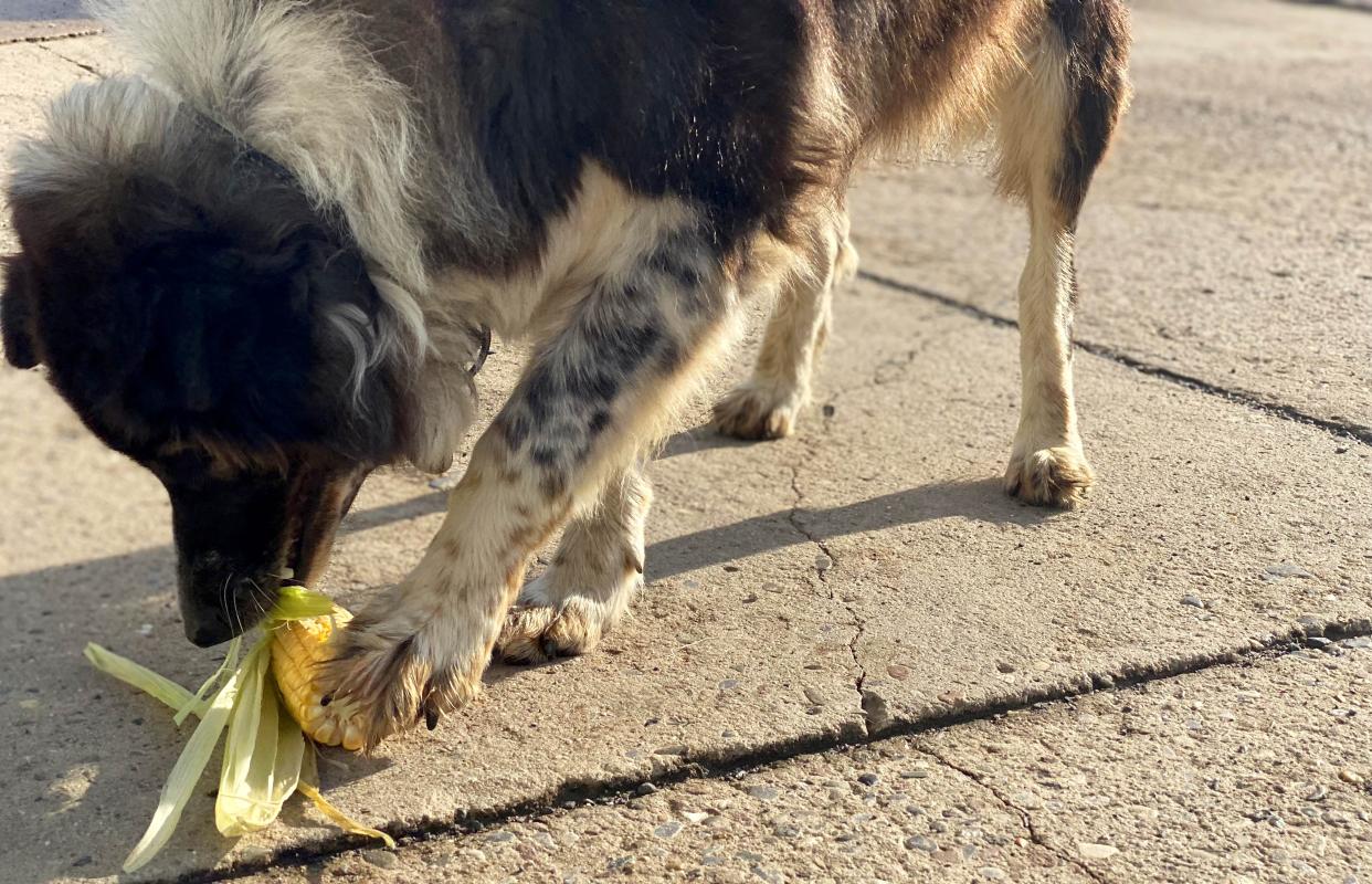 Hund Emmi mit Maiskolben