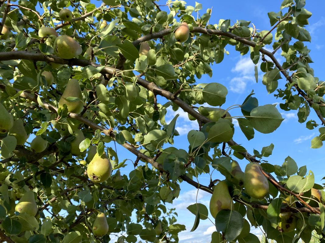 Birnenbaum