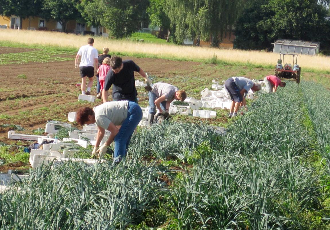 2012 Ackerlei Geschichte Lauchaktion