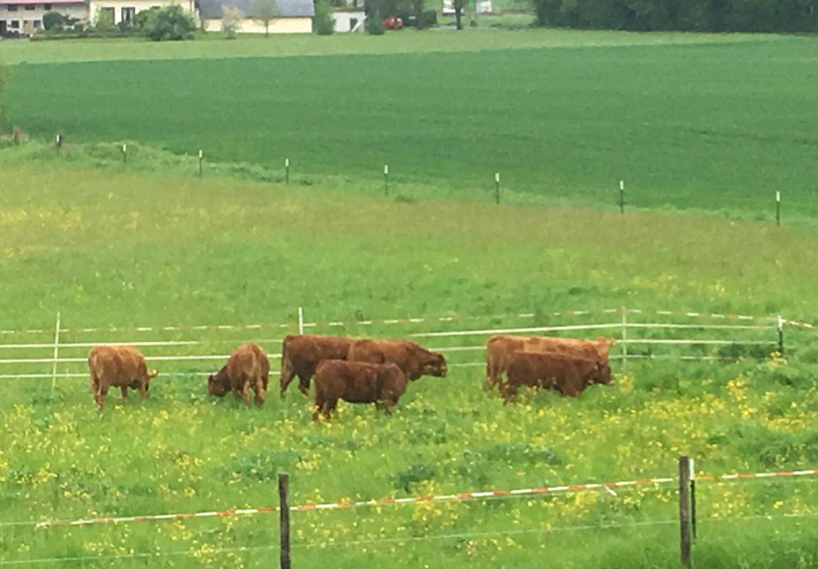 2017 Ackerlei Geschichte Rinderherde Limousin