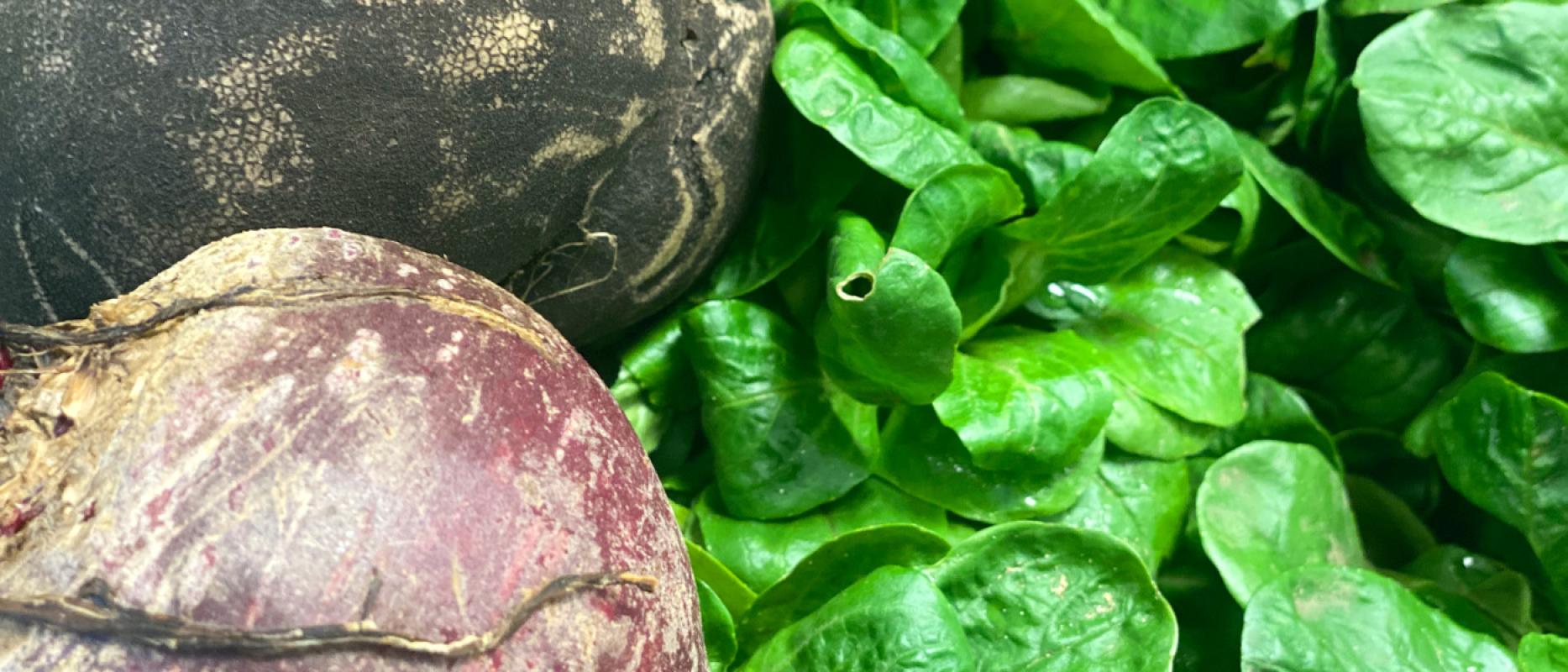 Aktuelles Rüben-Rettich-Rapunzel-Zeit