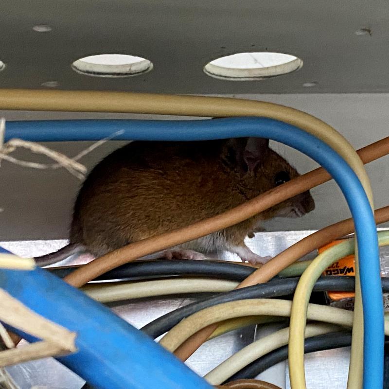 Maus im Stromkasten