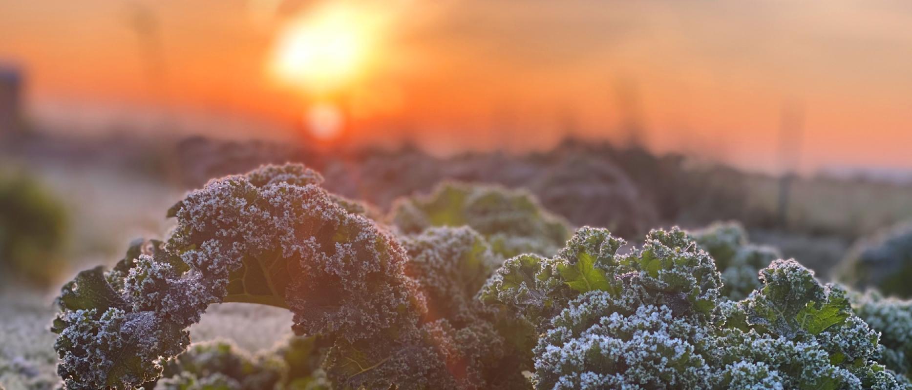 Die Woihnachdsgeschischd